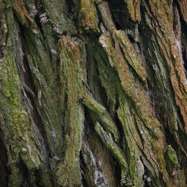 Texture de l'écorce dans la nature — Photo