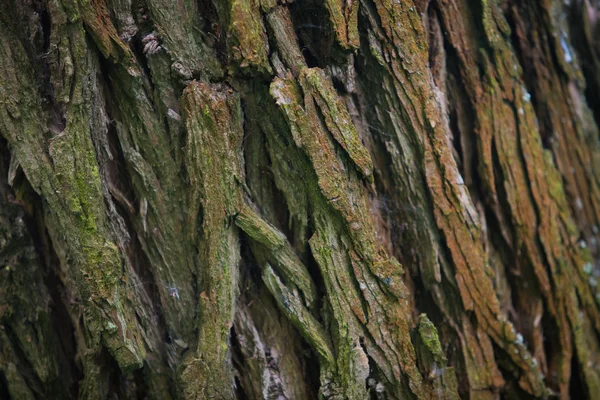 Corteza Textura del árbol en la naturaleza —  Fotos de Stock