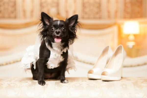 Funny dog of the bride in a white wedding dress — Stock Photo, Image