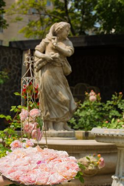 parkta ön planda gül yaprakları yakın çekim