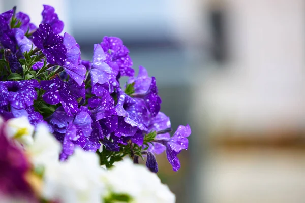 Close-up van een paarse gekleurde Petunia's bij zonsondergang. — Stockfoto