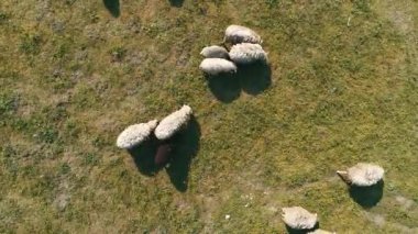 Otlaktaki koyunlar. Evcil hayvan sürüsü otlaktan çiftliğe dönüyor. Tarlada hareket eden küçük beyaz ve kahverengi koyunlar. Üst hava görüntüsü.