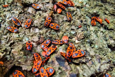 Çiftleşen kundakçıların birleşimine renkli bir yaklaşım, Pyrrhocoris apterus ilkbaharda bir ağacın kabuğunda