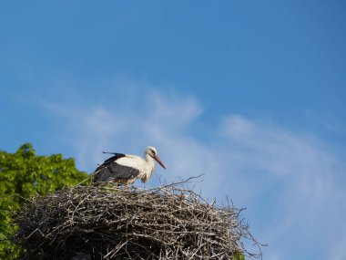 Mavi gökyüzüne karşı leylek yuvası, Beyaz leylek yuvasında duruyor