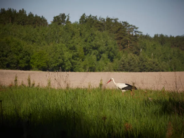 Ενηλίκων Ευρωπαϊκή White Stork Στέκεται Στο Πράσινο Θερινό Γρασίδι Άγρια — Φωτογραφία Αρχείου