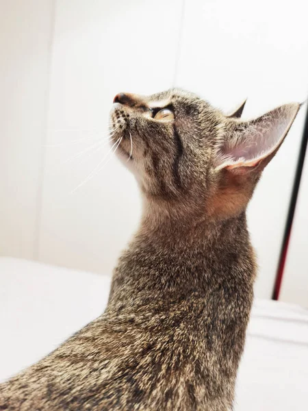 Tabby Cat Looking White Room — Stock Photo, Image