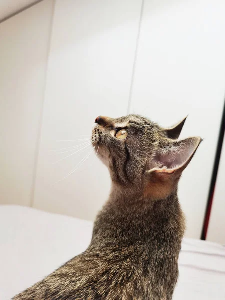 Tabby Cat Lève Les Yeux Chambre Blanche — Photo