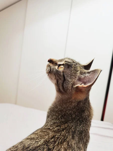 Tabby Cat Mirando Hacia Arriba Habitación Blanca — Foto de Stock