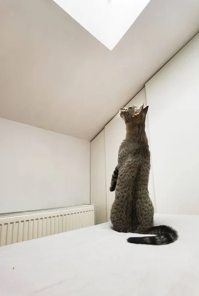 Tabby Cat Mirando Hacia Arriba Habitación Blanca —  Fotos de Stock