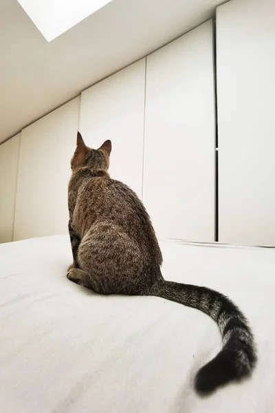 Tekir Kedi Yukarı Bakıyor Beyaz Odada — Stok fotoğraf