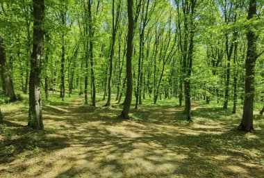 Bahar zamanı panoramik güneşli orman
