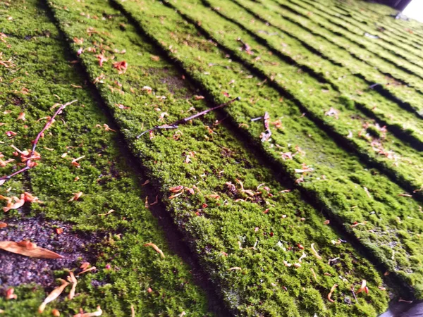 Musgo Verde Tiro Macro Foco Seletivo Com Dof Rasa — Fotografia de Stock