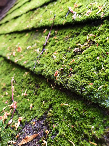 Muschio Verde Messa Fuoco Selettiva Macro Shot Con Dof Poco — Foto Stock