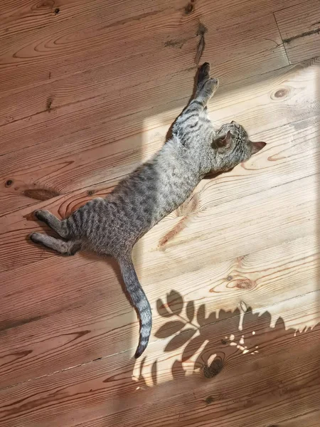 Domestic Gray Cat Rests Relaxed Window Wood Floor Rays Sun — Stock Photo, Image