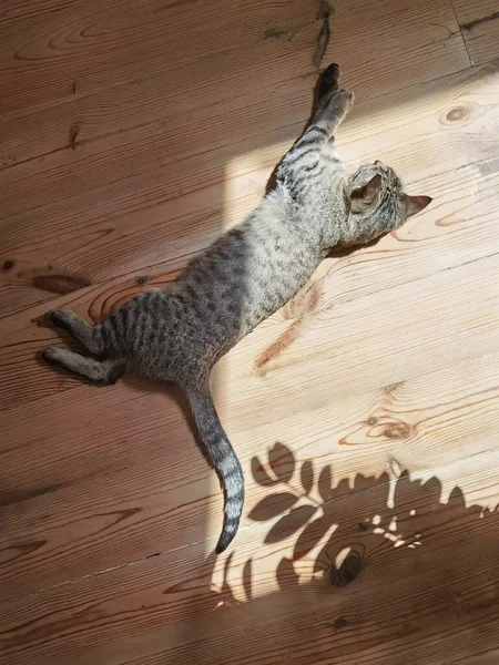 一只家养的灰猫在阳光下悠闲地躺在木地板上的窗前 — 图库照片