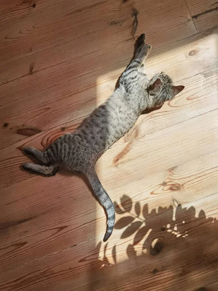 Gato Gris Doméstico Descansa Relajado Cerca Ventana Suelo Madera Los — Foto de Stock