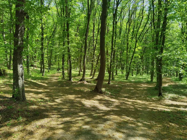 Bosque Soleado Panorámico Primavera — Foto de Stock