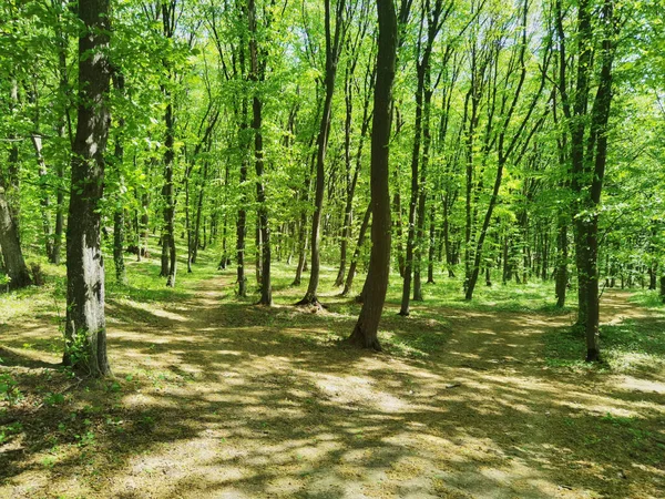 Bosque Soleado Panorámico Primavera — Foto de Stock