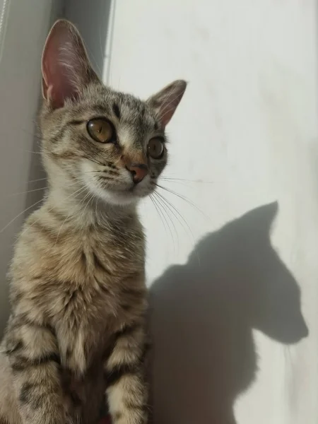 塔比猫坐着向窗外看去 文字空间 温暖舒适的家 无家可归的动物问题 动物保护日 兽医学 — 图库照片