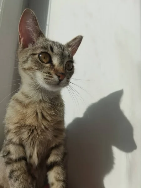 Tekir Kedi Oturur Pencereden Dışarı Bakar Mesaj Için Yer Var — Stok fotoğraf