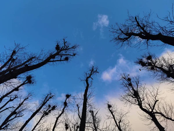 Nackte Äste Eines Baumes Gegen Blauen Himmel Aus Nächster Nähe — Stockfoto