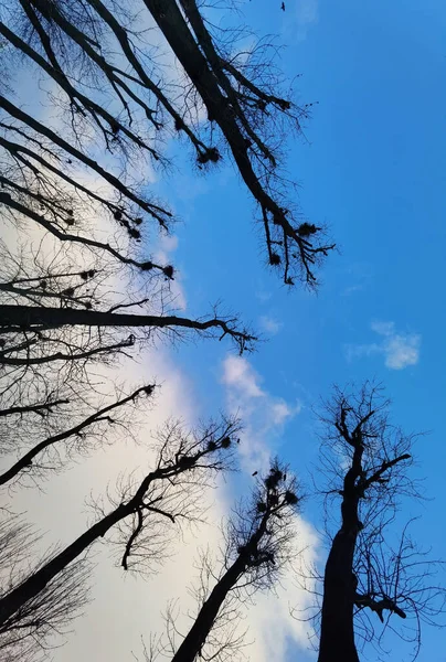 Bir Ağacın Mavi Gökyüzü Karşı Çıplak Dalları Yakın Çekim — Stok fotoğraf