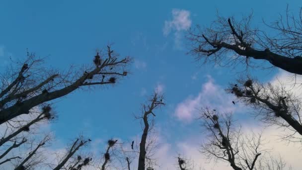 青い空に対して木の裸の枝をクローズ アップ — ストック動画