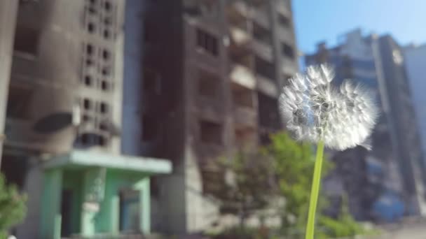 Borodianka Ukrayna Mayıs 2022 Bombalanmış Evlerin Önünde Karahindiba — Stok video