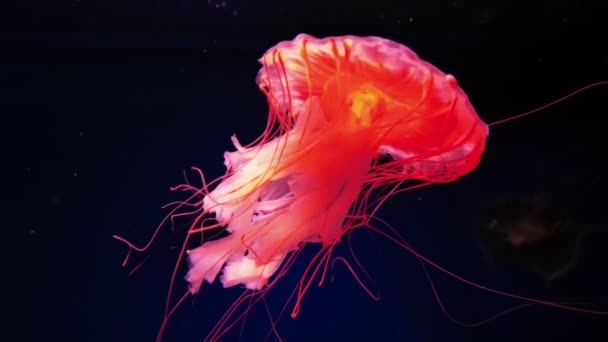 Jellyfish Pływanie Strzał Widok Boku Materiał Możesz Zobaczyć Rozszerzony Szczegół — Wideo stockowe