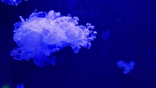 Jellyfish Pływanie Strzał Widok Boku Materiał Możesz Zobaczyć Rozszerzony Szczegół — Wideo stockowe