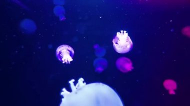 Denizanası yüzme sahnesi 4K görüntüde. Denizanasının gelişmiş detaylarını ve gerçekçiliğini görebilirsiniz. Böylece klipler yakın çekim için kullanılabilir.