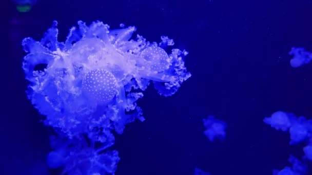 Jellyfish Swimming Shot Side View Footage You Can See Enhanced — Stock Video