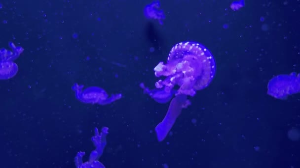 Denizanası Yüzme Sahnesi Görüntüde Denizanasının Gelişmiş Detaylarını Gerçekçiliğini Görebilirsiniz Böylece — Stok video
