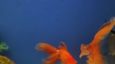 Goldfishes swimming in fishbowl