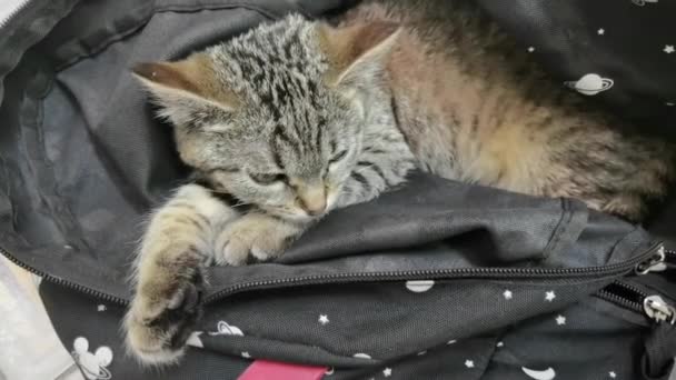Çizgili Kedi Yavrusu Uyanıyor Sırtüstü Yatıyor Esniyor Esniyor Kitty Kameraya — Stok video