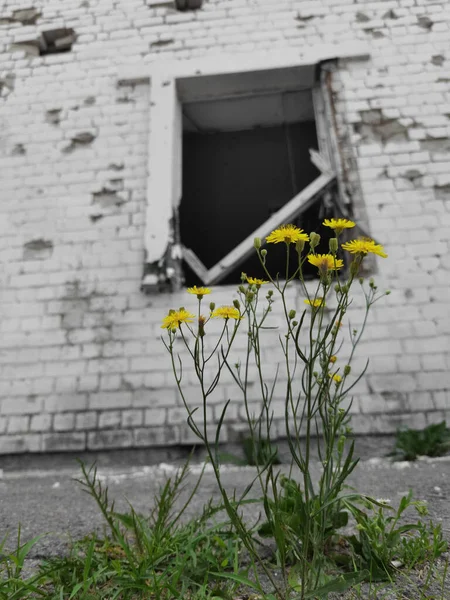 Damaged Ruined Houses Chernihiv Kyiv North Ukraine — Stock Photo, Image