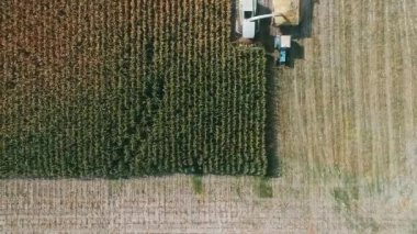 Aerial view Harvester on corn field. Industrial footage on agricultural theme. Combine harvester on the green field. Combine harvests corn for silage. Harvesting crop. Agriculture. Top view