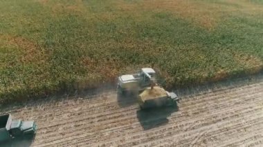 Aerial view Harvester on corn field. Industrial footage on agricultural theme. Combine harvester on the green field. Combine harvests corn for silage. Harvesting crop. Agriculture. Top view