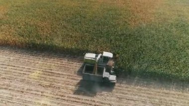 Aerial view Harvester on corn field. Industrial footage on agricultural theme. Combine harvester on the green field. Combine harvests corn for silage. Harvesting crop. Agriculture. Top view