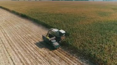 Aerial view Harvester on corn field. Industrial footage on agricultural theme. Combine harvester on the green field. Combine harvests corn for silage. Harvesting crop. Agriculture. Top view