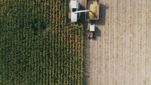 Aerial View Harvester Corn Field Industrial Footage Agricultural Theme Combine — kuvapankkivideo