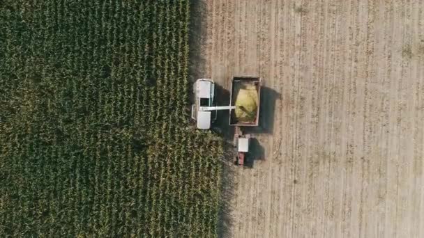 Aerial View Harvester Corn Field Industrial Footage Agricultural Theme Combine — 图库视频影像