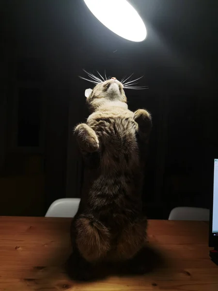 Gato Gris Sobre Fondo Oscuro Hermosa Piel Texturizada — Foto de Stock