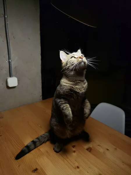 Graue Katze Auf Dunklem Hintergrund Schön Strukturiertes Fell — Stockfoto