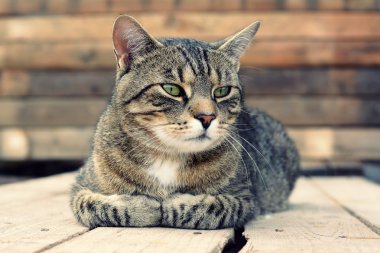 Sokaktaki kedi
