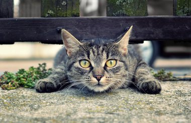 Sokaktaki kedi
