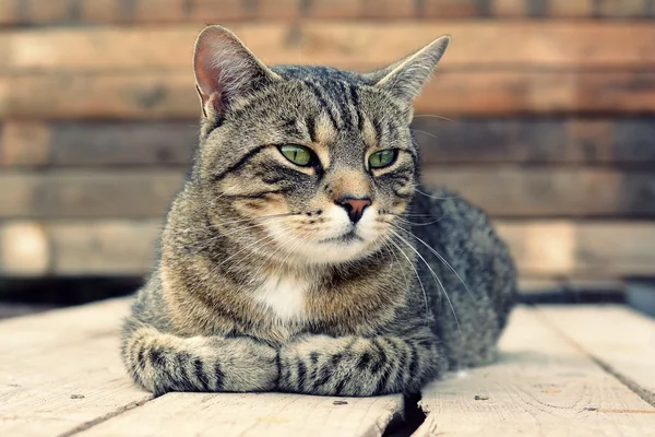 Gato na rua — Fotografia de Stock