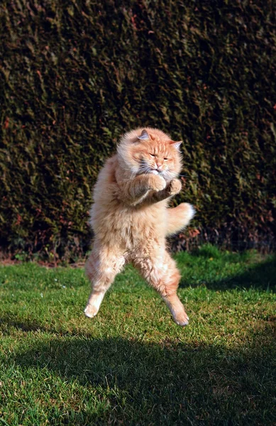 Grande gato engraçado pulando no jardim — Fotografia de Stock