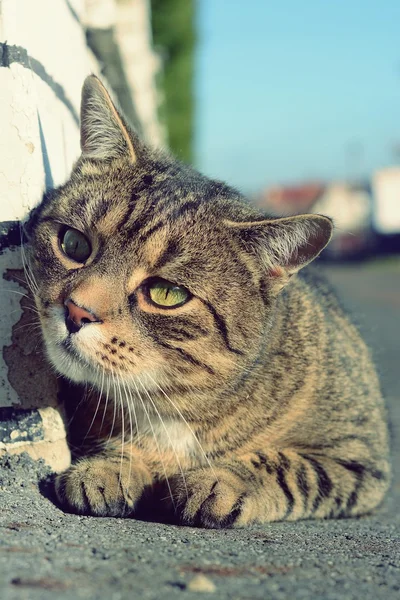 Kat op straat — Stockfoto