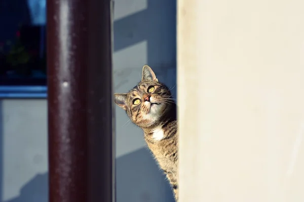 Мбаппе и смешная кошка — стоковое фото